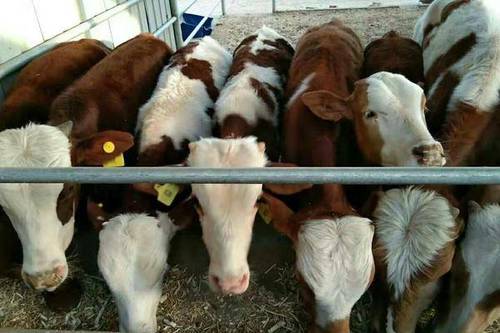 長期出售放養肉牛,放養肉牛價格多少?